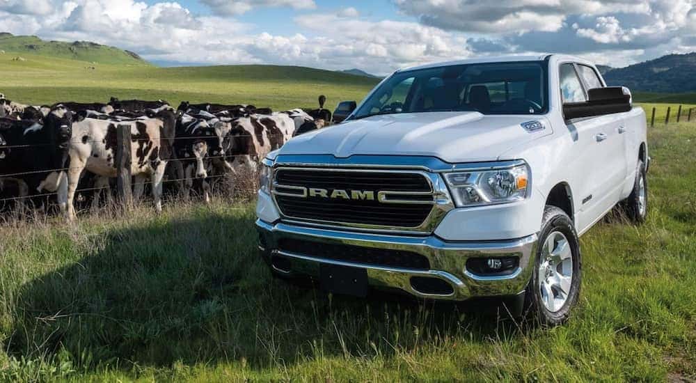 A white 2021 Ram 1500 Big Horn is parked in a field next to a heard of cows.