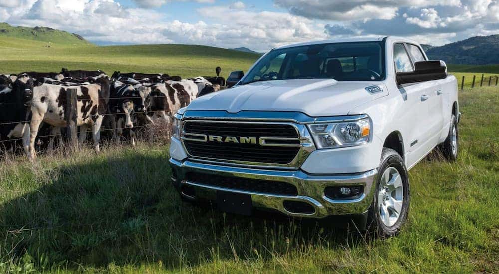 A white 2021 Ram 1500 is shown parked in a field next to a heard of cows.