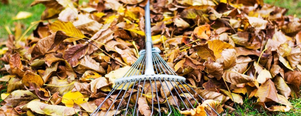 pile of fallen leaves with a rake