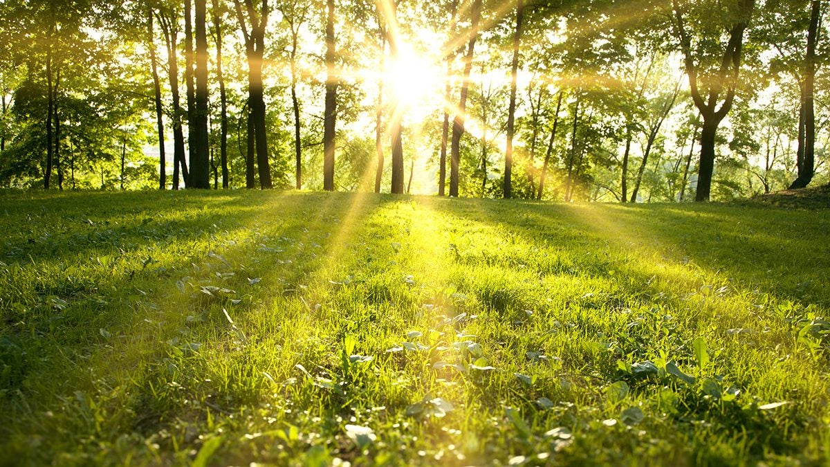 sun shining through trees in the summer