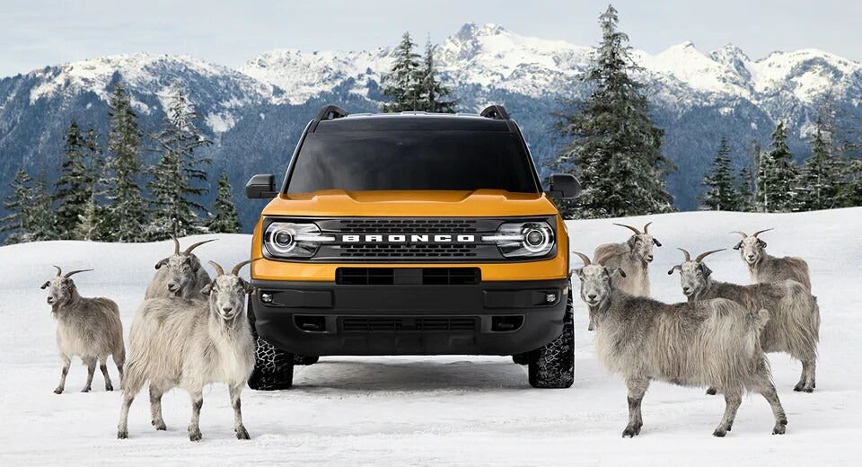 a group of goats surround a yellow Ford Bronco in the wintertime