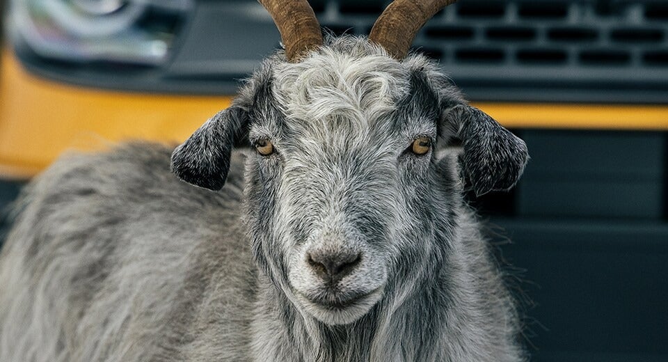 close up of a goat in front of a yellow Ford Bronco