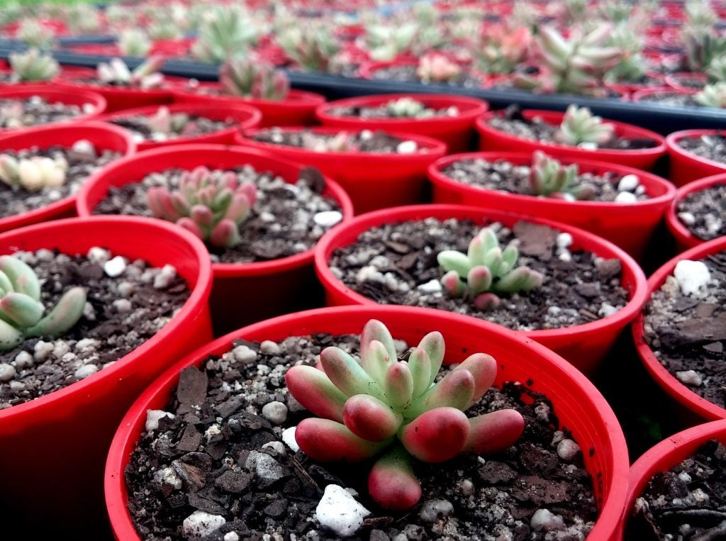 Several succulents up-close.