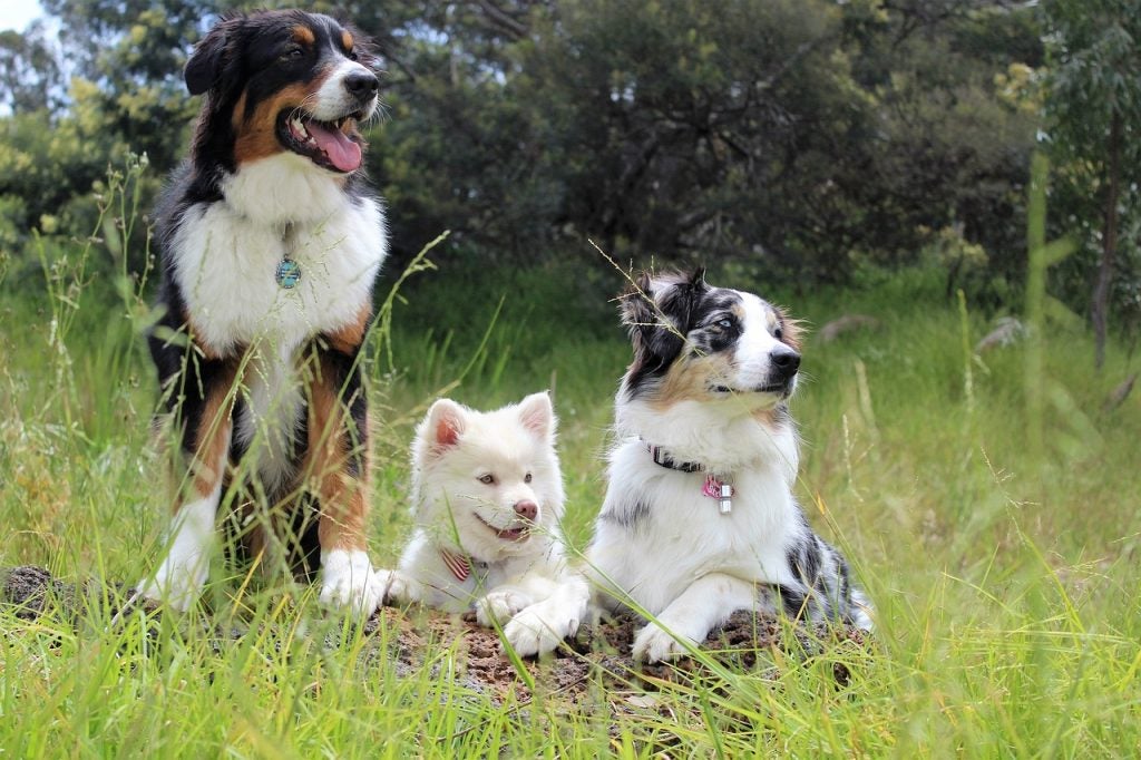 Three dogs at a park.