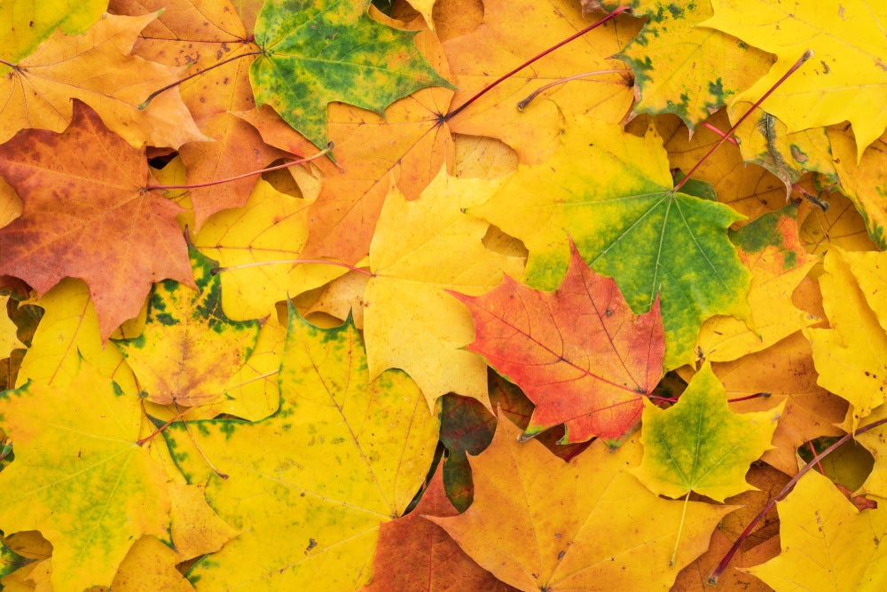Leaves changing colors in the fall season