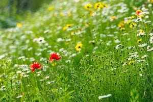 wildflowers