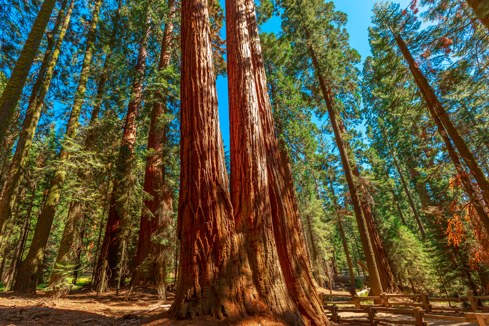 very tall trees in national park