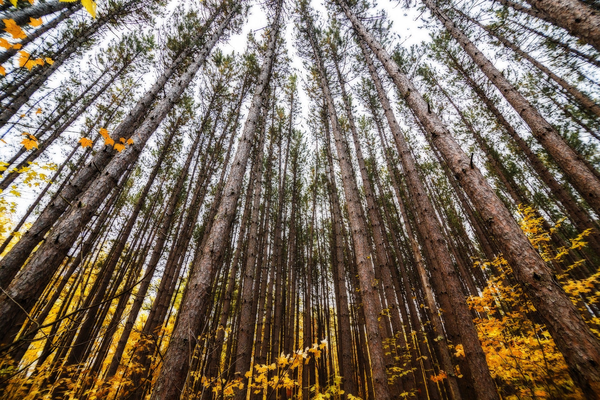 Driving Around town: The Top 3 Local Attractions Near Fergus Falls MN