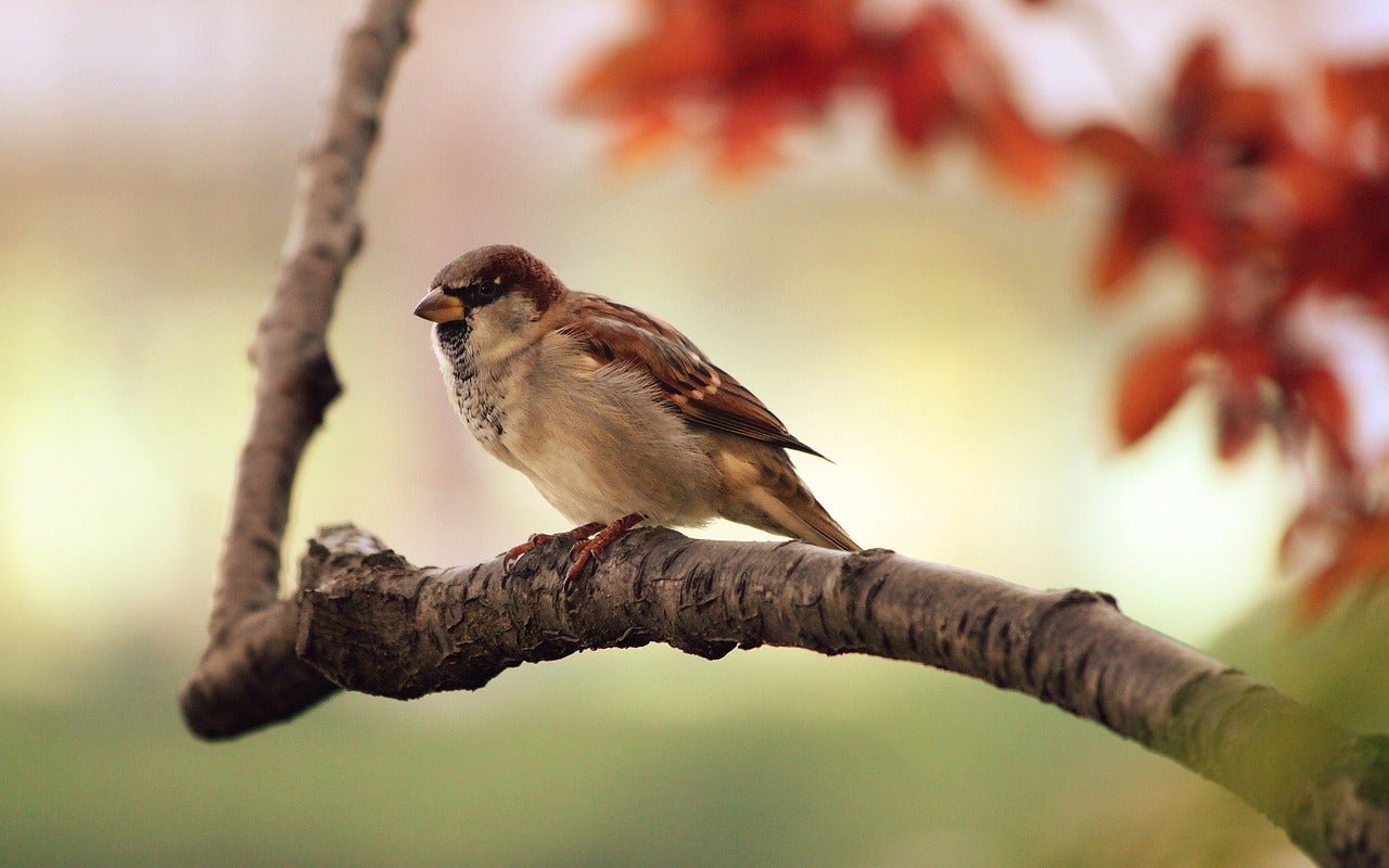 Drive on Over: 3 Great Spots for Birdwatching Near Fergus Falls, MN