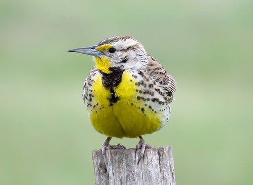 Western Meadowlark with a yellow chest