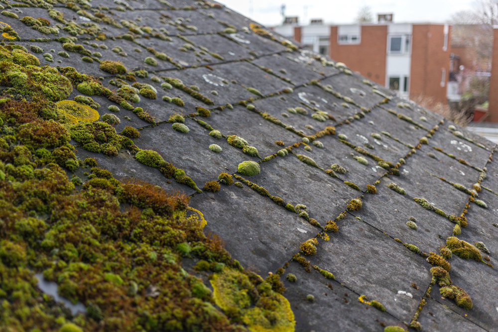 roof cleaning and algae removal in orlando florida
