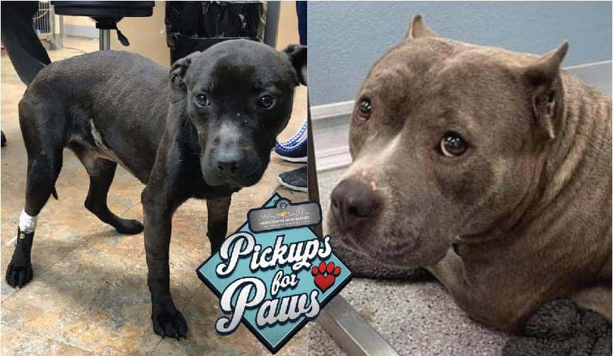 Pickups For Paws Mihcigan Chevy Dealer