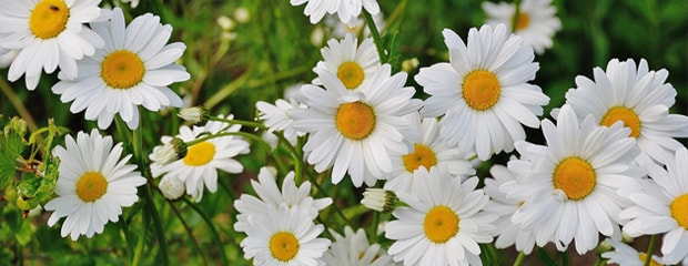 Spring Car Care Tips