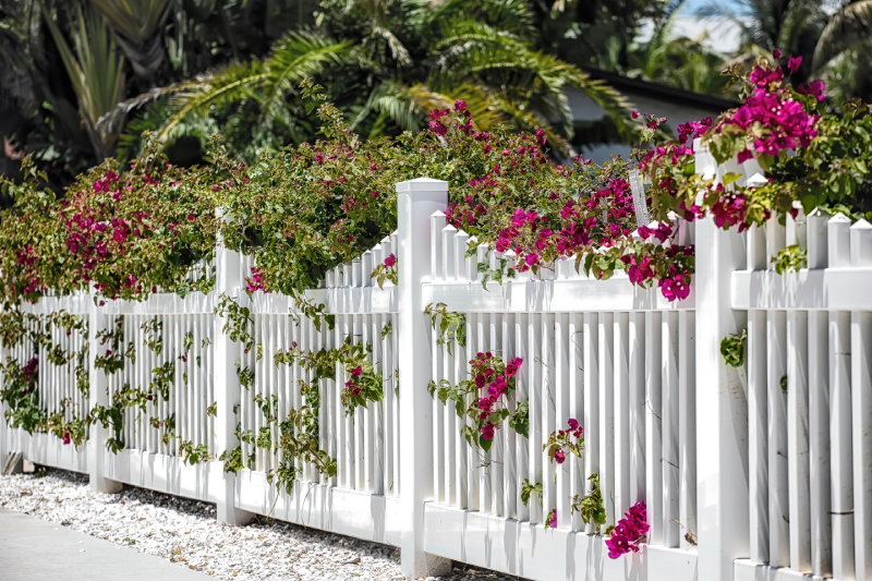 A long white picket fence with vibrant pink bougainvillea flowing over the top and through the slats.