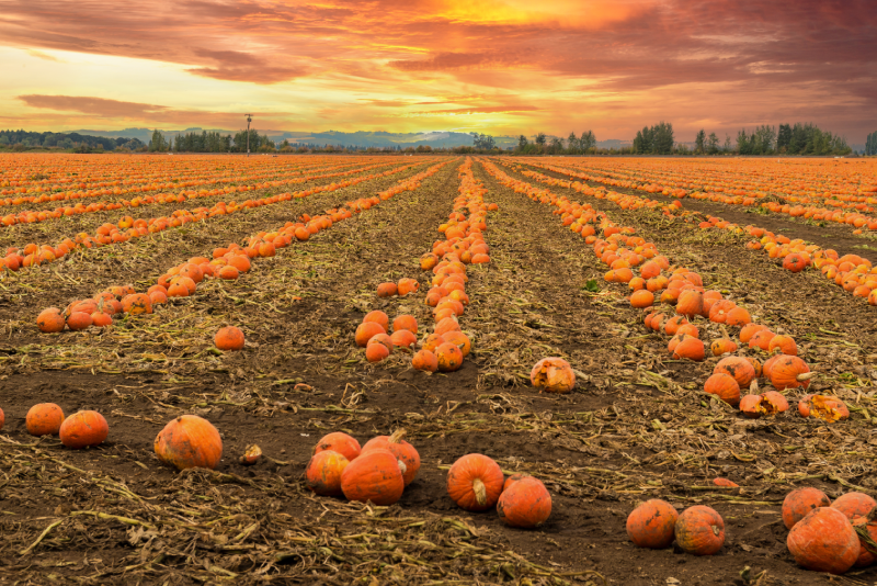 Rows of orange pumpkins stretch across a brown field under a vibrant orange and red sunset sky.