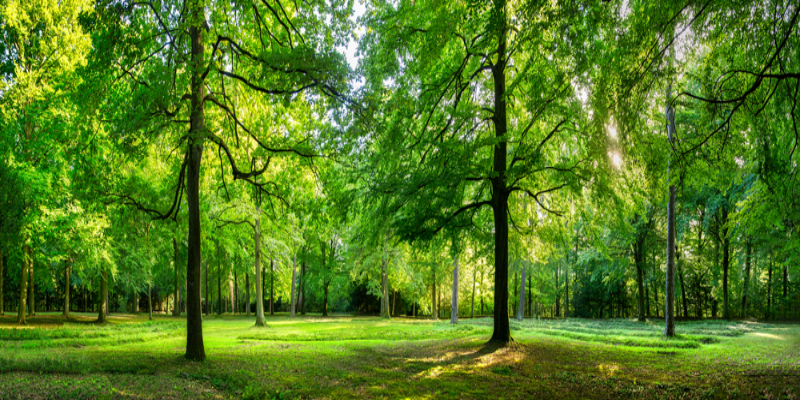 Lush green forest glade with tall trees, sunlight filtering through the canopy, and a grassy meadow.