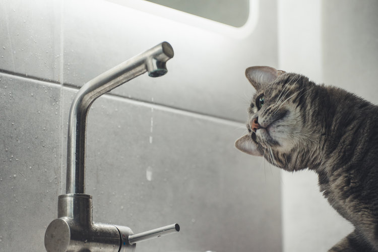 to Upgrade Kitchen/Bathroom Appliances
