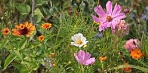Flowers in Carmel, NY