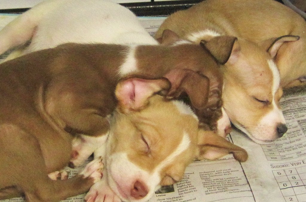 Carmel, NY Rescue Puppies