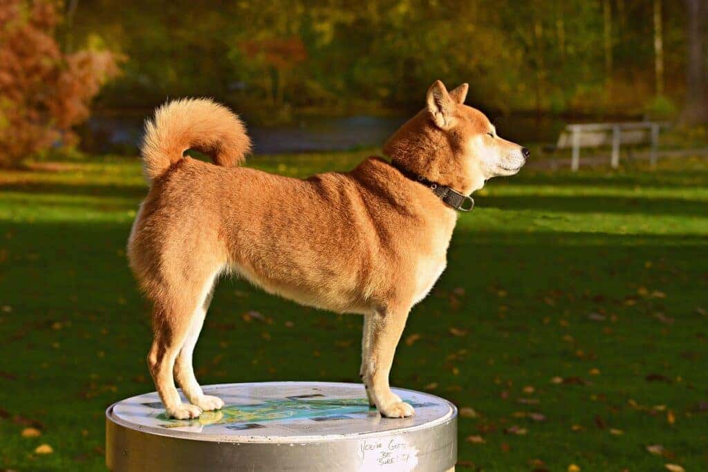 Dog Park Carmel, NY