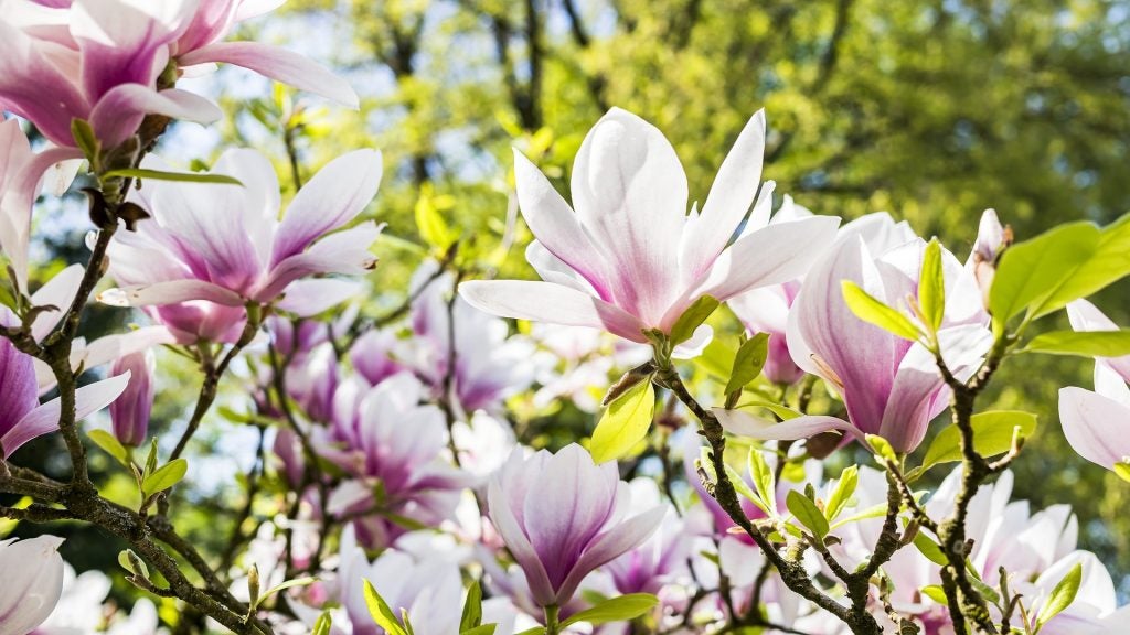 White and pinkish purple flowers.