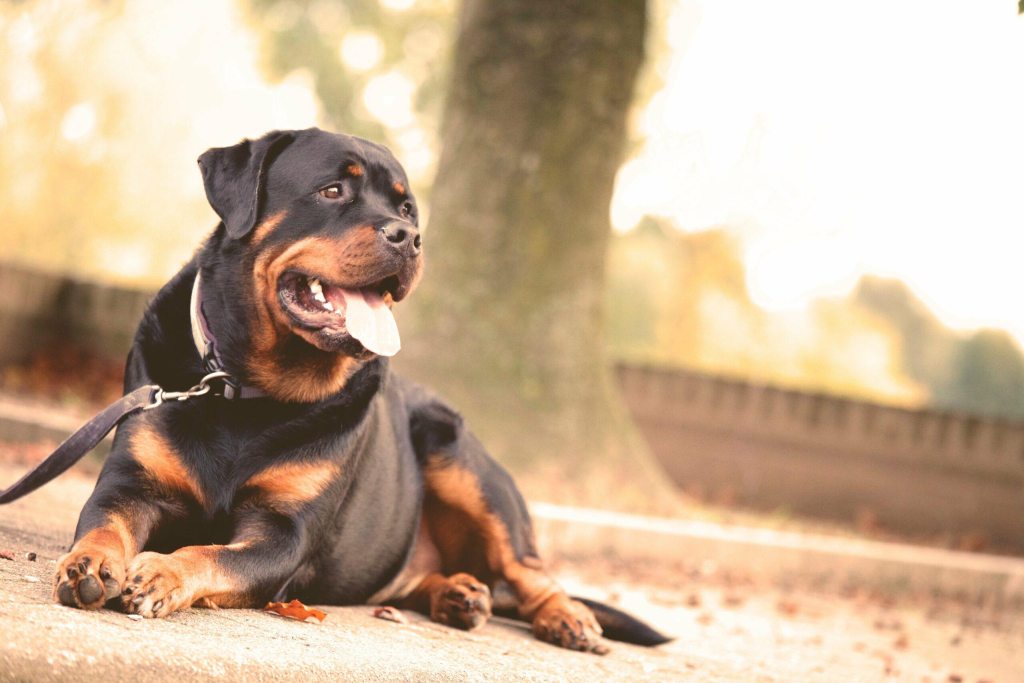 Dog Leash Laws