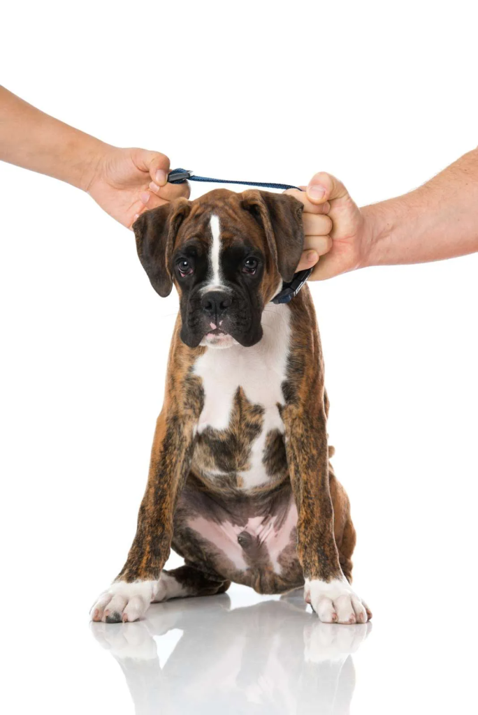 pet prenup california jpg - King Law Firm Inc. Protect Your Pup with a Pet Prenup