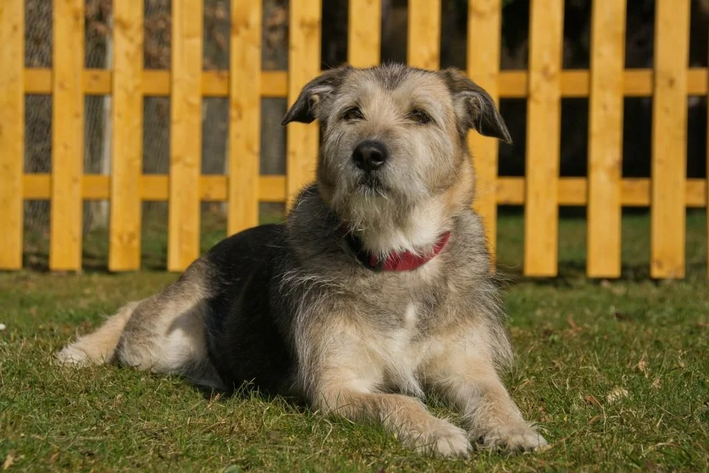 dog sitting in a lawn in front of a wooden fence