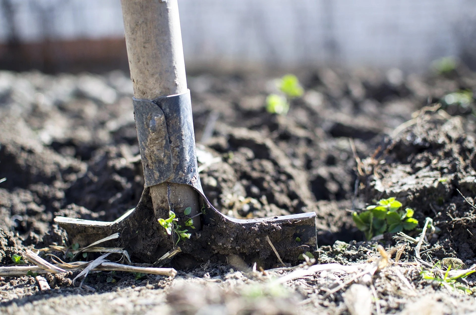 spade kept vertically in a field