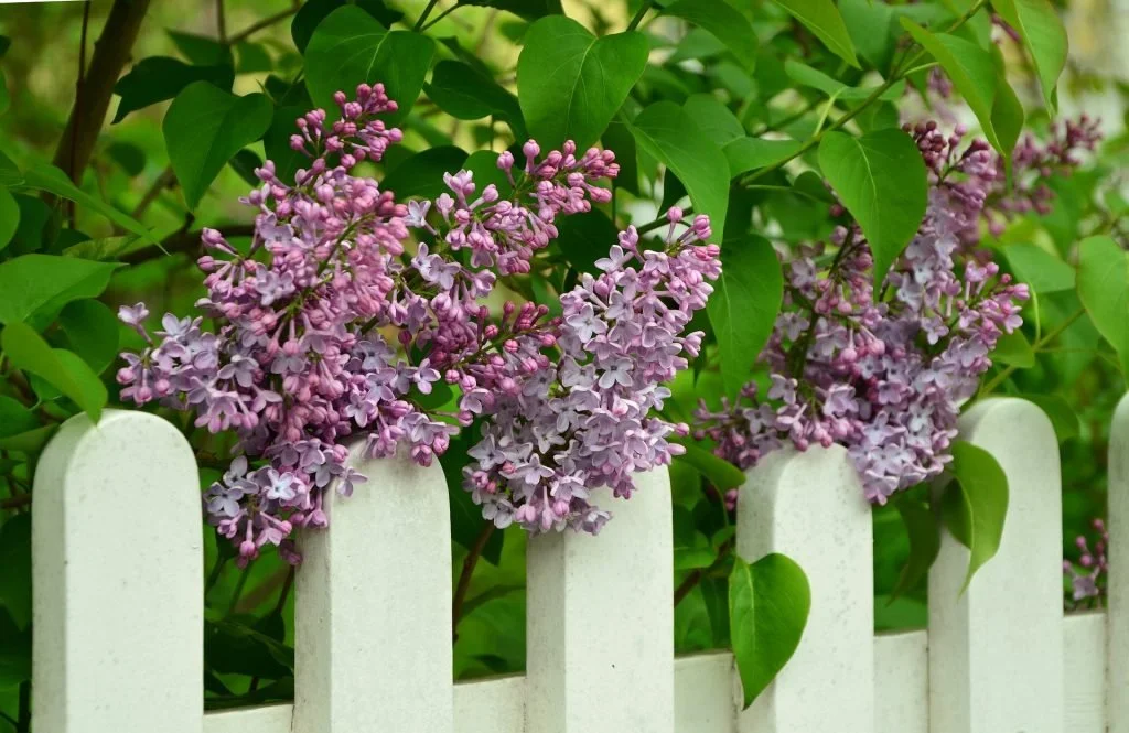 wooden vinyl aluminum fence around a house
