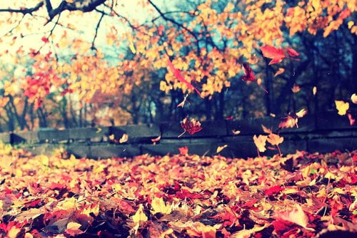 Your Autumn Check-Up