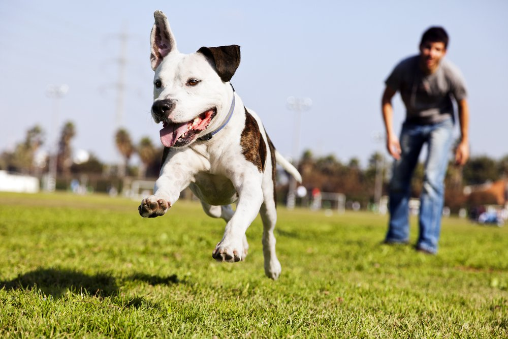 A smiling black and white Border Collie running in green grass with warm, blurry men standing behind.