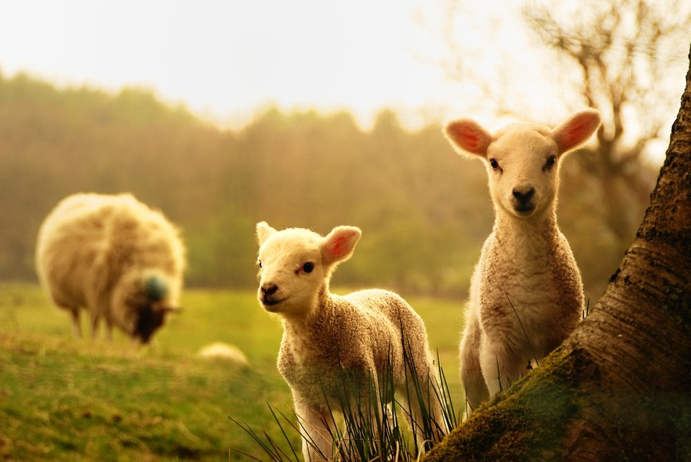 Charmingfare Farm overview featuring animals, events, sheep shearing day, and family activities.