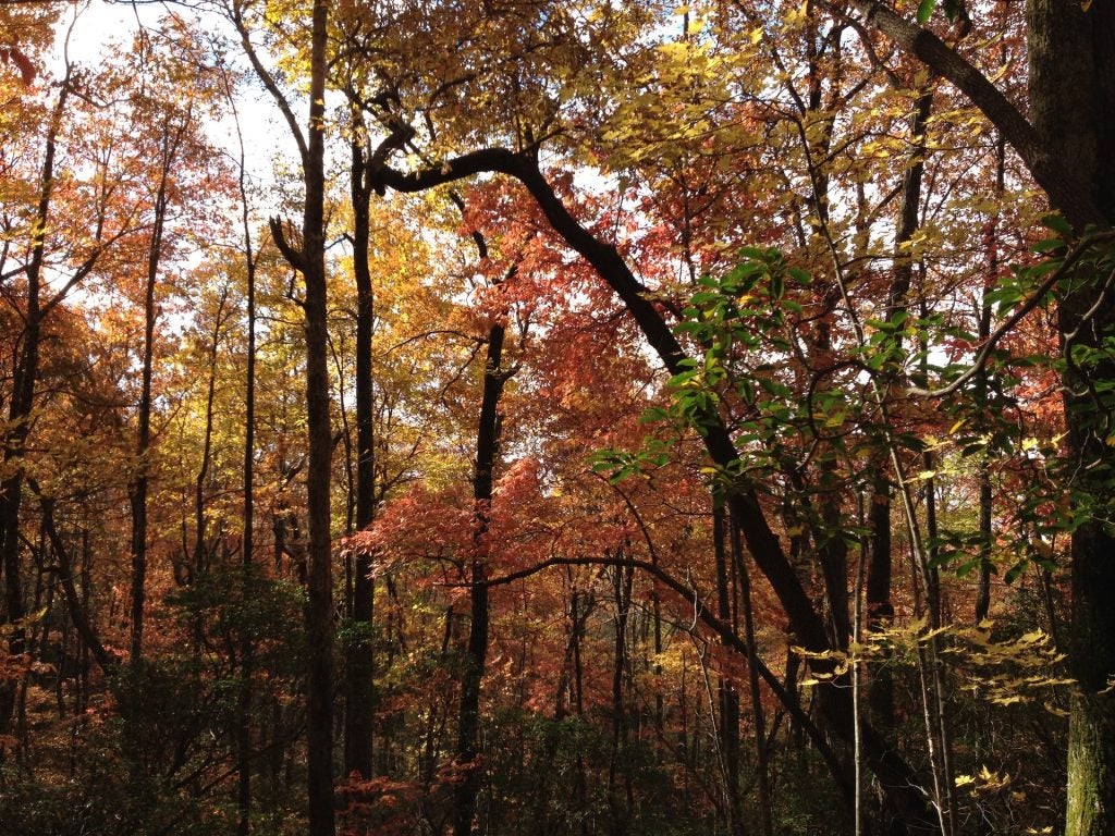 Hiking Trails Orangeburg, SC