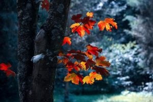 Tree with maple leaves near Orangeburg, SC
