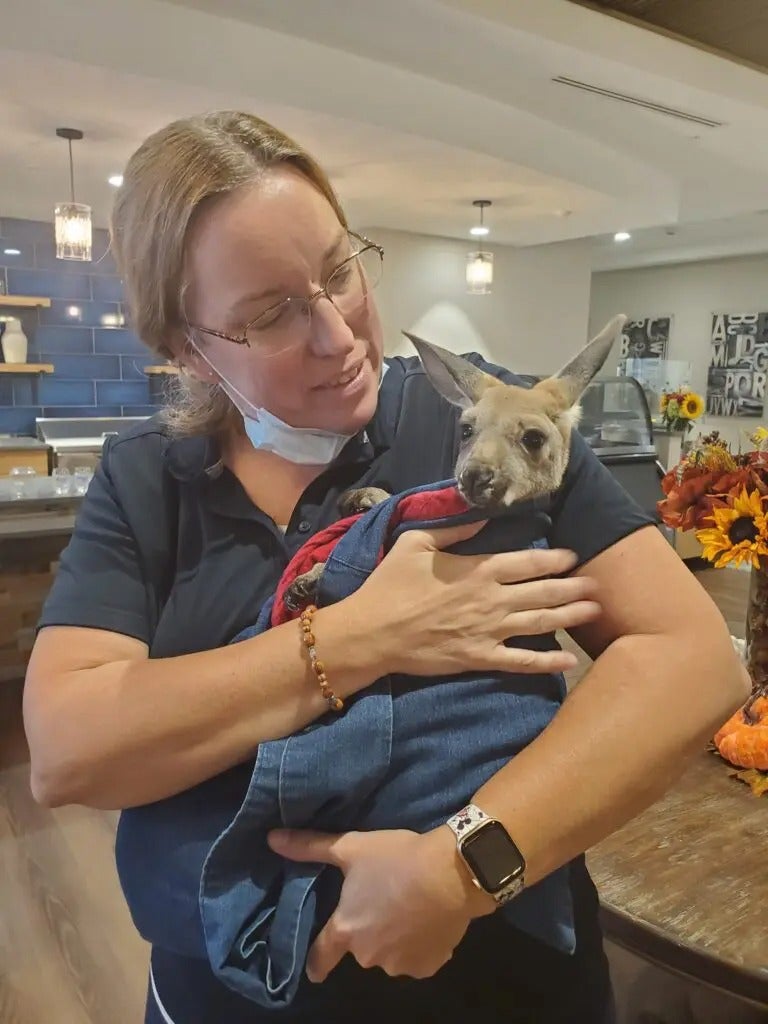 Fun with Kangaroos!
