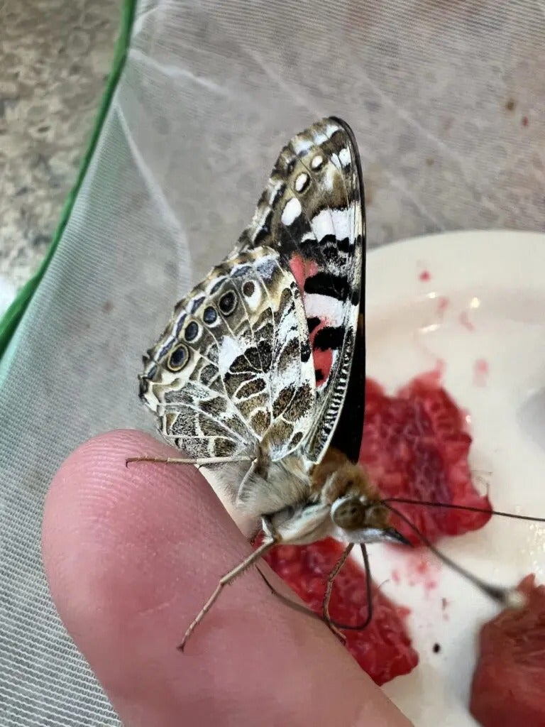 Beautiful Butterflies