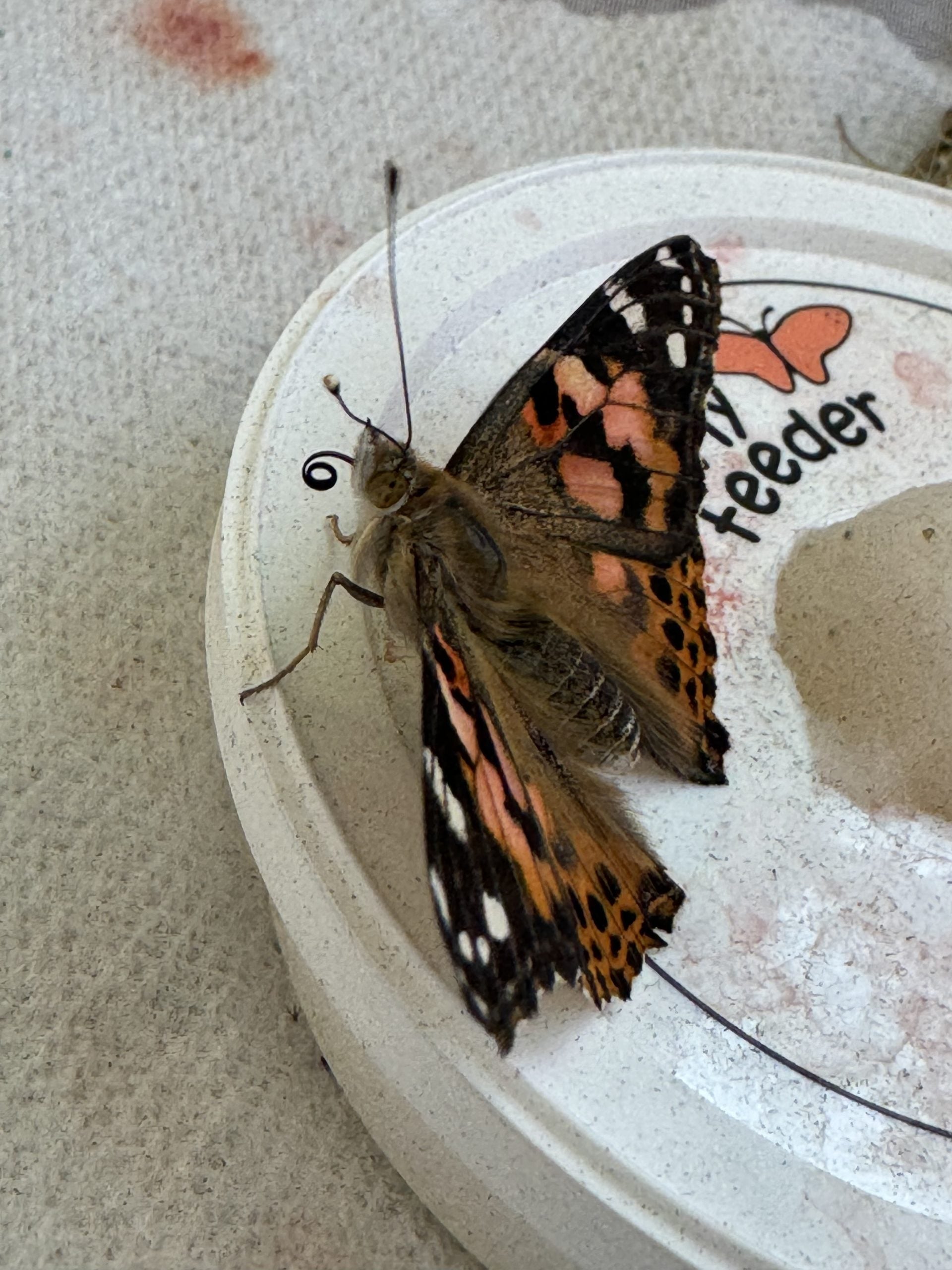 6.20.24 Butterflies 3