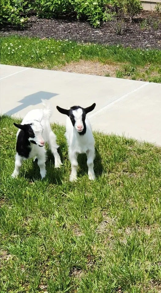 Mother’s Day with Batz Farm baby goats