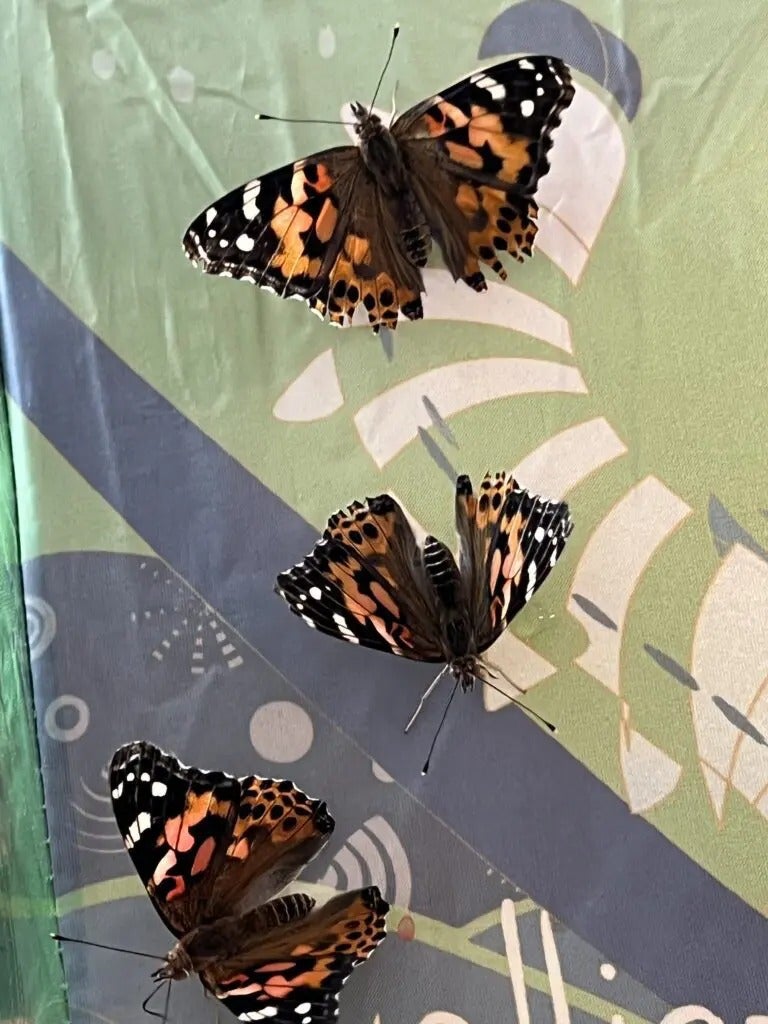 Beautiful Butterflies
