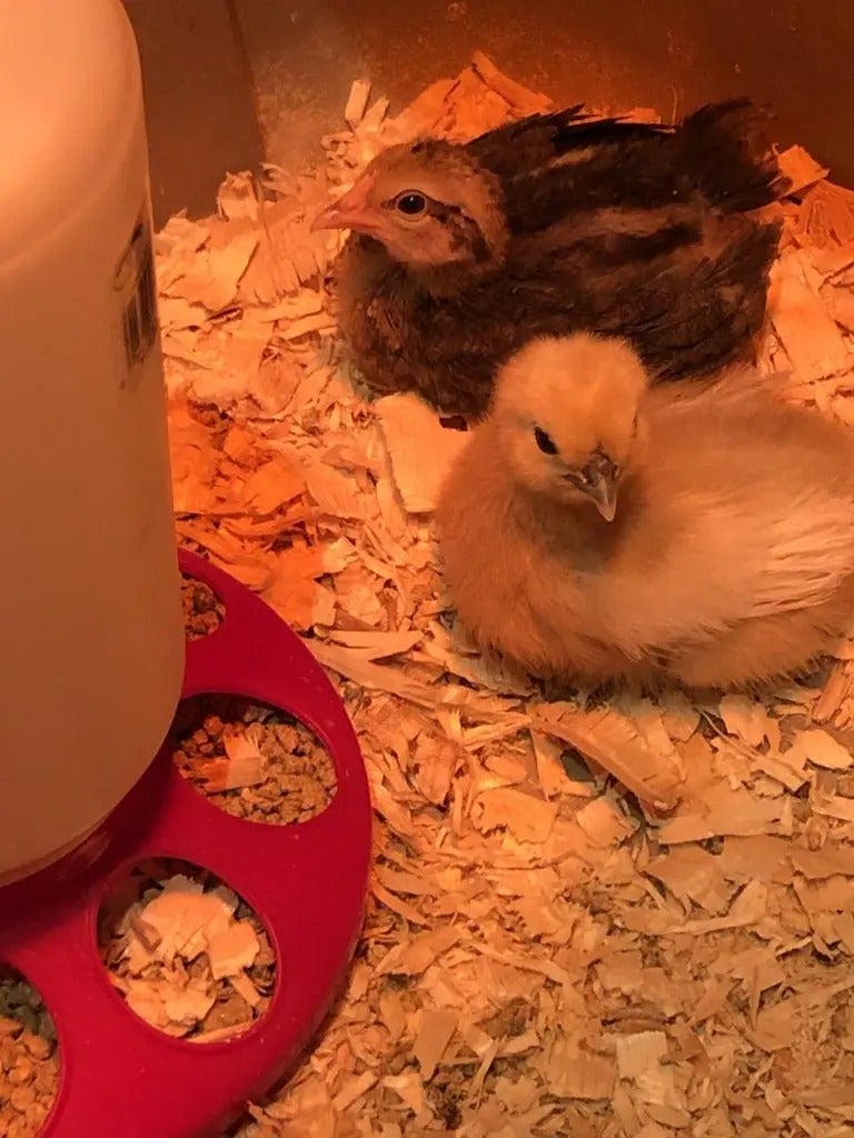 Farm Friends!