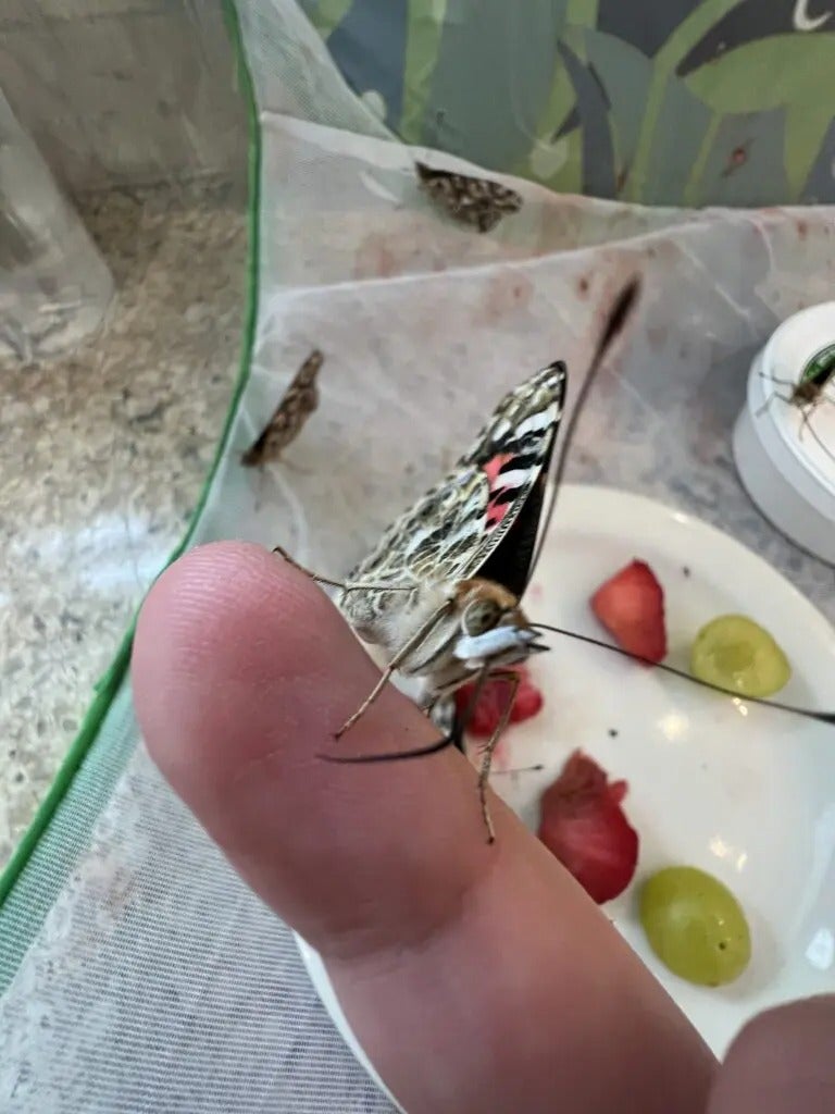 Beautiful Butterflies