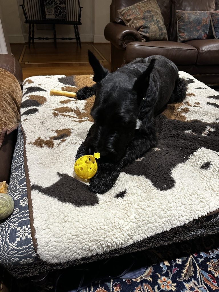 Jett’s Pickleball Fiasco