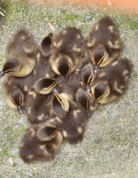 Baby Ducks!