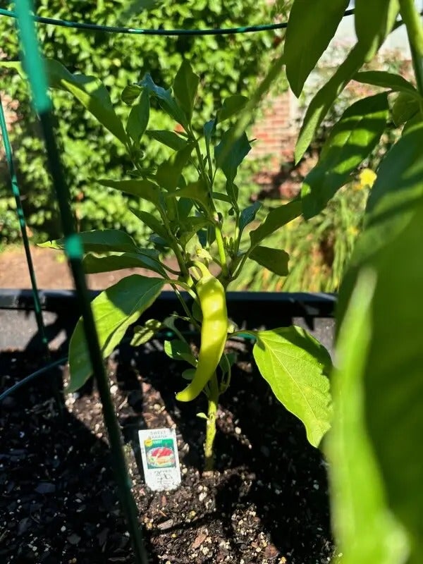 Gardening Gazette