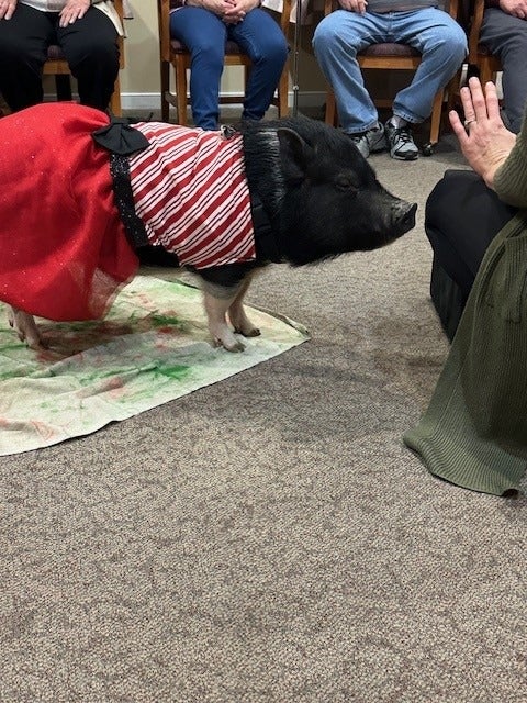 Party Pigs Visit