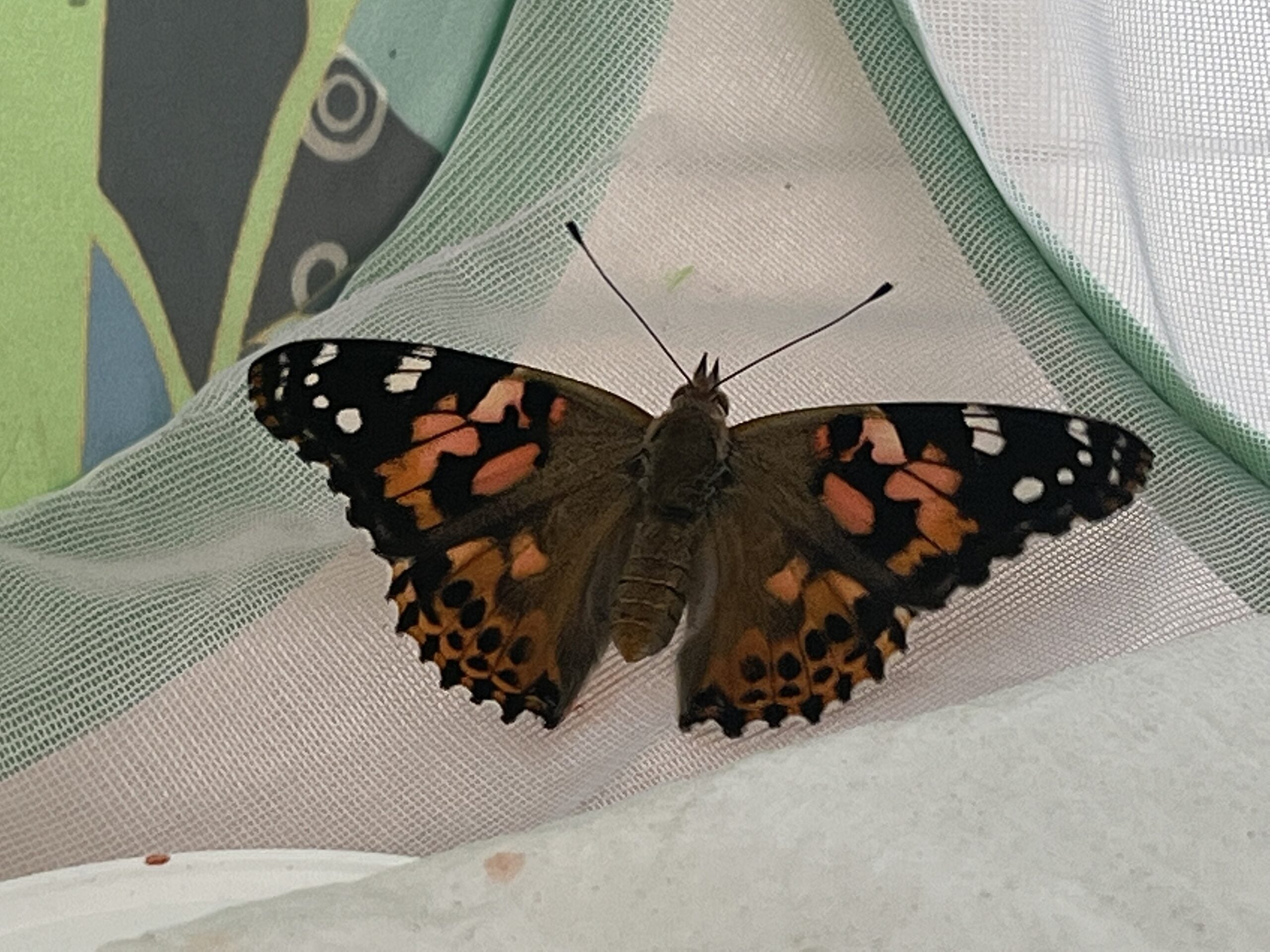 Butterflies 2