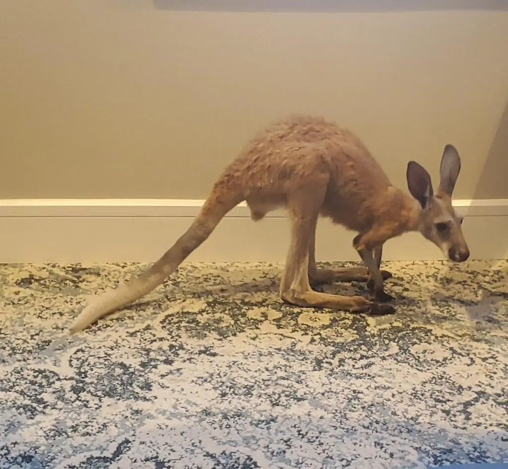 Fun with Kangaroos!