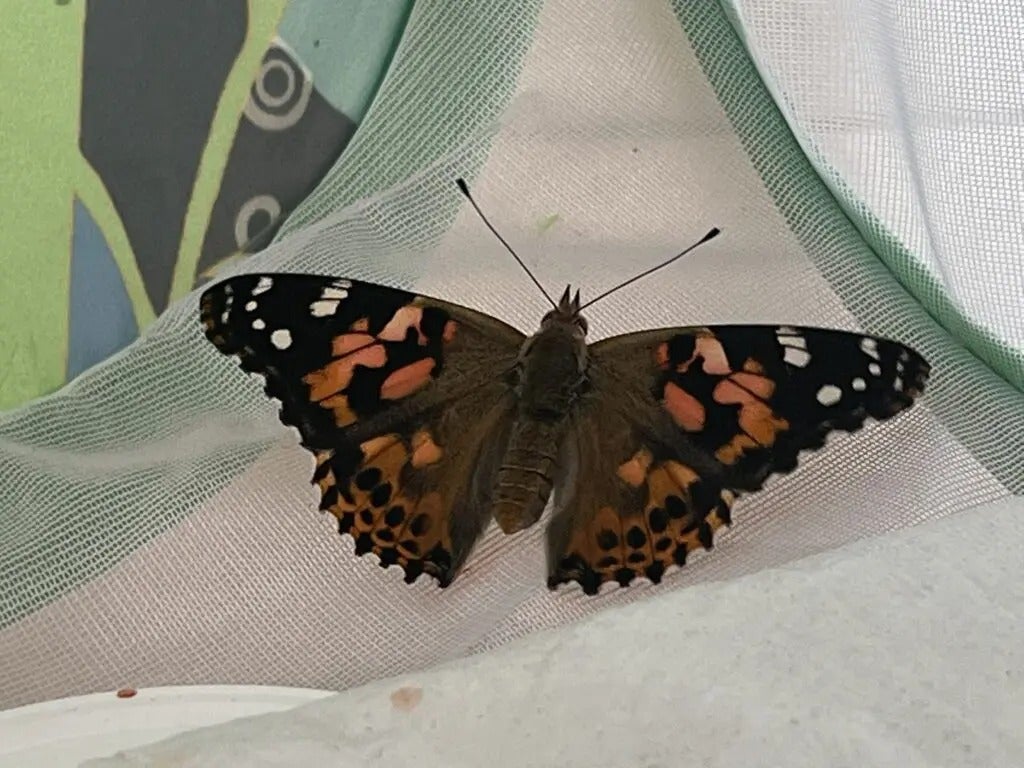 Beautiful Butterflies