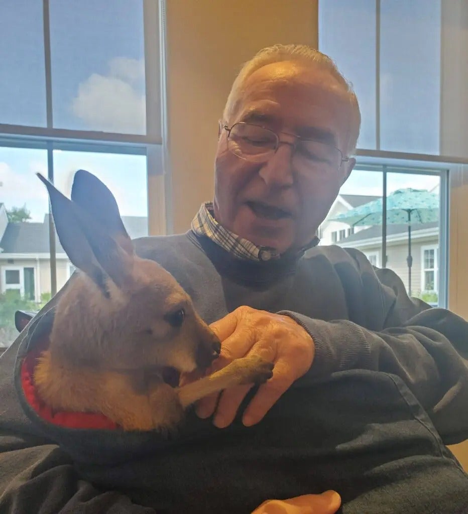 Fun with Kangaroos!